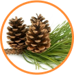 Pinus Pinaster